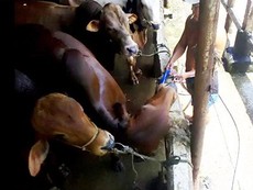 Clip kinh hãi bơm nước tăng trọng cho bò