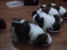 Trố mắt với kỹ năng huấn luyện chó con