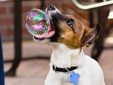 Những chú chó ngố 'trên từng cây số'