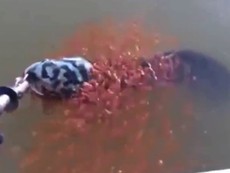 Cảm động nhìn bầy cá con bám cá mẹ khi mẹ bị bắt