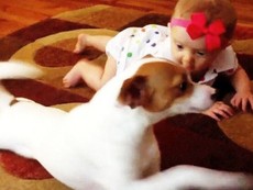 Cún dạy em bé bò siêu dễ thương