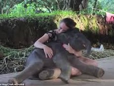 Chú voi con nũng nịu ngồi vào lòng du khách