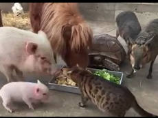 Chó, mèo, heo, ngựa ăn chung 1 máng