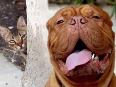 Những biểu hiện lạ lùng của động vật