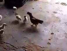 Gà con dũng mãnh đá gà lớn chạy té khói