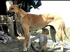 Video: Chó nhận khỉ làm con nuôi, cho bú, dắt đi chơi