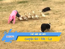 Video: Bầy chó 'lùa' vịt làm trò có một không hai