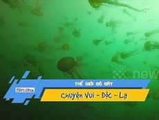 Video: Rùng mình xem thợ lặn bơi xuyên qua đàn sứa khổng lồ