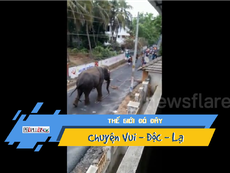 Video: Voi điên phá xích, đập phá nhà cửa