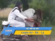 Video: Người đàn ông chở bò đi dạo bằng xe máy