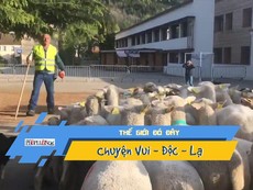 Video: Lạ lùng bầy cừu đi học tiểu học