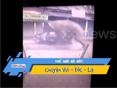 Video: Voi điên cuồng hất tung xe tuk tuk trên phố