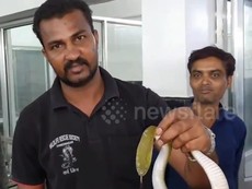 Video: Ớn lạnh cảnh bắt rắn độc ra khỏi người đàn ông đang ngủ