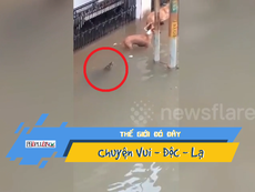 Đường ngập, cá sấu theo lên bờ rình rập chó nhà