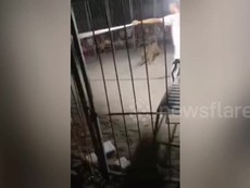 Hổ leo rào bỏ trốn khỏi rạp xiếc khi đang biểu diễn