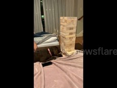 Thú vị xem chú chó chơi trò rút gỗ thành thục