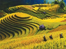 Đẹp mê mẩn Mù Cang Chải mùa nước đổ