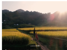 Pù Luông vào mùa lúa đẹp nhất trong năm