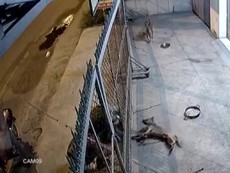 Trộm chó dọa chích điện cả chủ nhà