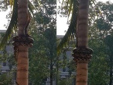 Trăn bò lên cây dừa có một không hai