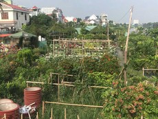 Video: Trồng thêm cây xanh, người dân không dám xả rác