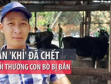 Pháp lý chuyện chủ bò đòi Tuấn 'khỉ' bồi thường 40 triệu đồng
