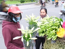 Video: Ngắm hoa tháng Tư trên phố phường Hà Nội