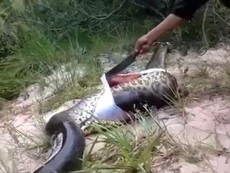 Clip: Trăn khổng lồ chết vì nuốt... trăn khổng lồ