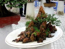 Clip: 100 cây Bonsai độc, lạ hút du khách tại An Giang