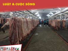 Lò mổ Xuyên Á có độc quyền mổ heo cho chợ Hóc Môn?