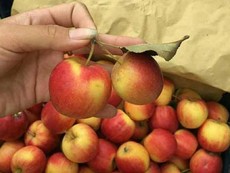 Sự thật về loại táo đá Hà Giang bán trên thị trường