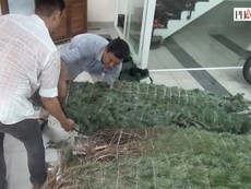 Clip: Cây thông nhập từ Mỹ 'cháy hàng' mùa Noel