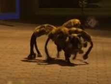 Clip vui “trò đùa mang tên Spider Dog“