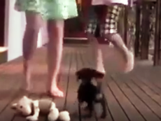 Clip: Cún con bảo vệ cô chủ