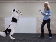 Chú chó nhảy cùng người đẹp vô cùng điêu luyện