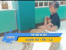Video: Hoảng hồn bé gái chơi đùa với trăn khổng lồ