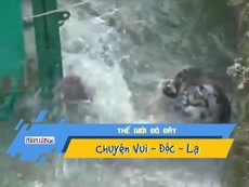 Hổ chết đuối sau khi rơi xuống sông và giải cứu bất thành
