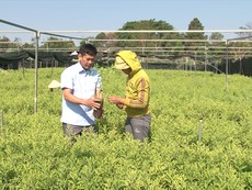 Cẩn trọng khi phát triển cây Đàn Hương ở Đắk Lắk