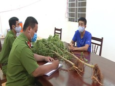 Nhổ bỏ toàn bộ cây cần sa trồng trong vườn nhà