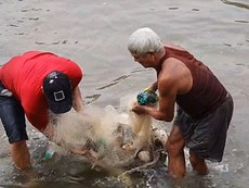 Video: Dân giăng lưới bắt đàn cá ‘đi lạc’ trên sông Dinh