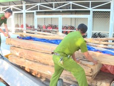 Video: Điều tra vụ phá rừng pơ mu quy mô lớn ở Đắk Lắk 