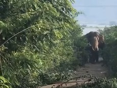 1 người bị voi nhà quật chết ở Đắk Lắk