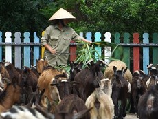 Tình người đong đầy dành cho các con vật trong mùa COVID-19