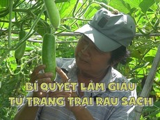 Lão nông tiết lộ bí quyết giàu lên từ trang trại rau sạch