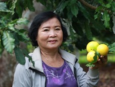 ‘Hái ra vàng’ từ cây mãng cầu hạt lép và vú sữa hoàng kim