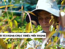 Bỏ túi hàng chục triệu mỗi tháng nhờ rau rừng