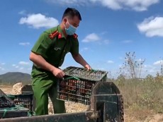 Vieo: Tiêu hủy gần 2,5 tấn hoa quả không rõ nguồn gốc xuất xứ