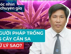 Người Pháp trồng cần sa: Xử phạt như thế nào?