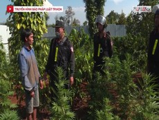 Video: Phát hiện 5 vụ trồng cần sa trái phép quy mô lớn
