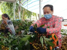 Video: Nông sản miền Tây gặp khó vì dịch COVID-19